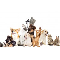 Mascotas